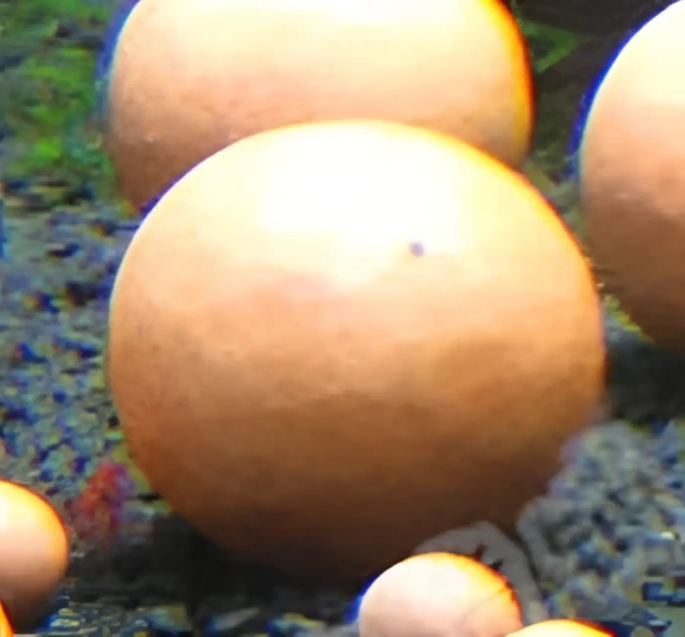 The Ball Depot novelty ball: Purify Aquarium Mineral Balls