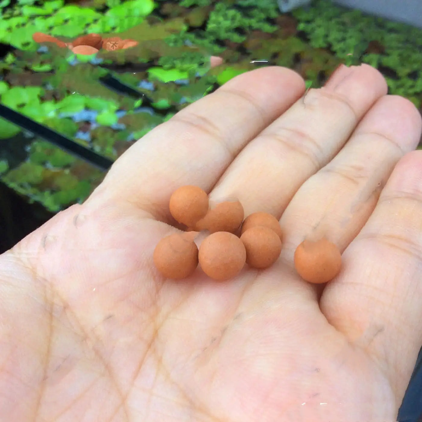 The Ball Depot novelty ball: Purify Aquarium Mineral Balls