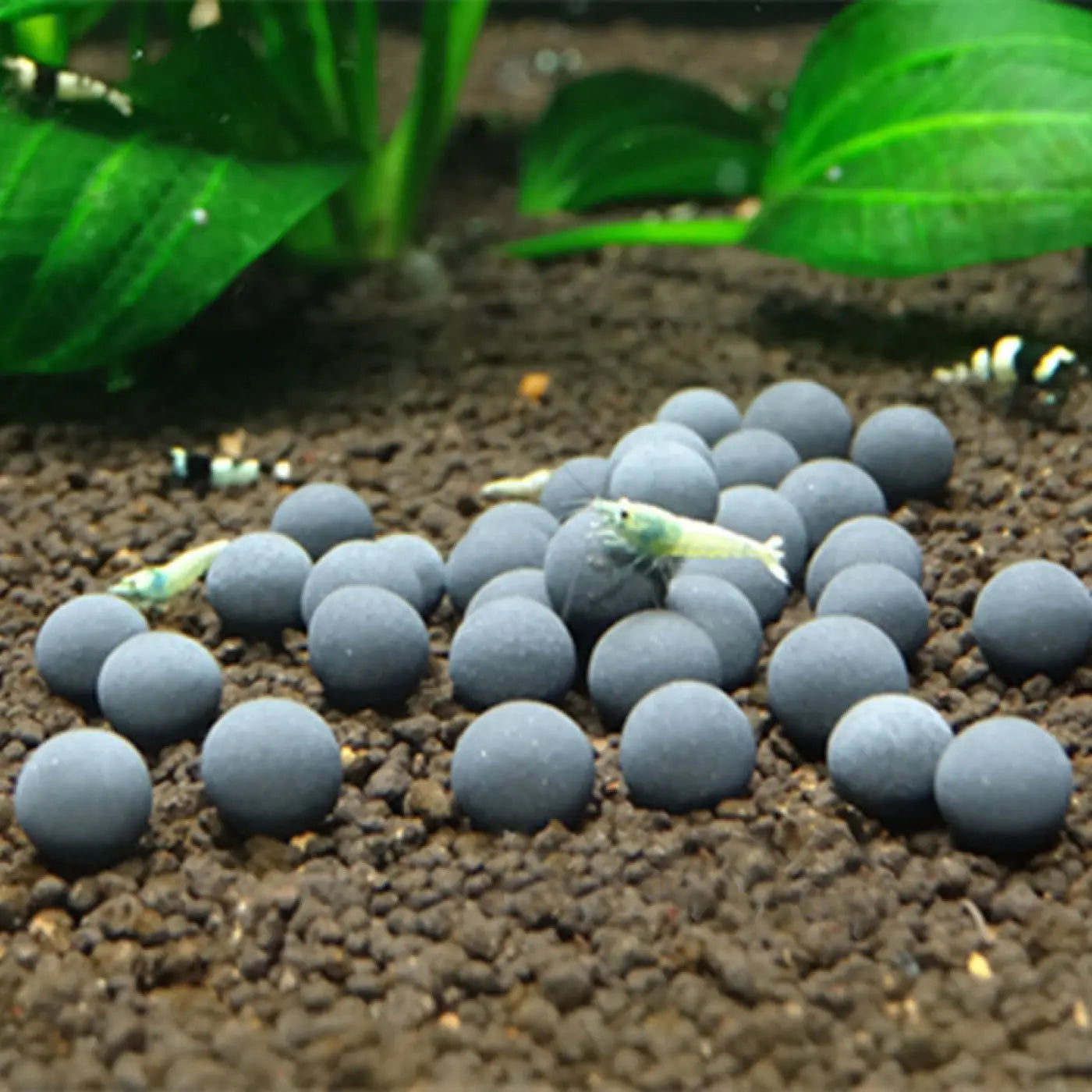 The Ball Depot novelty ball: Purify Aquarium Mineral Balls