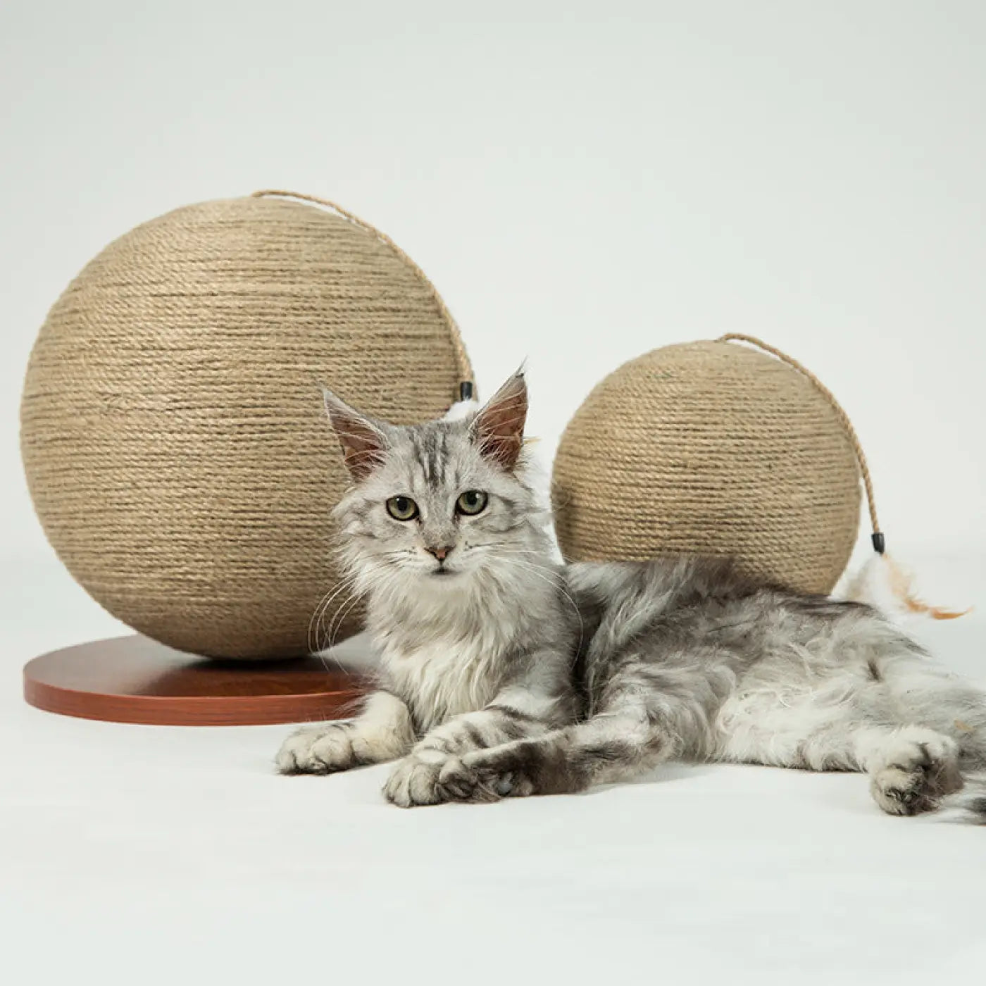 The Ball Depot Cat Balls: Scratch Ball