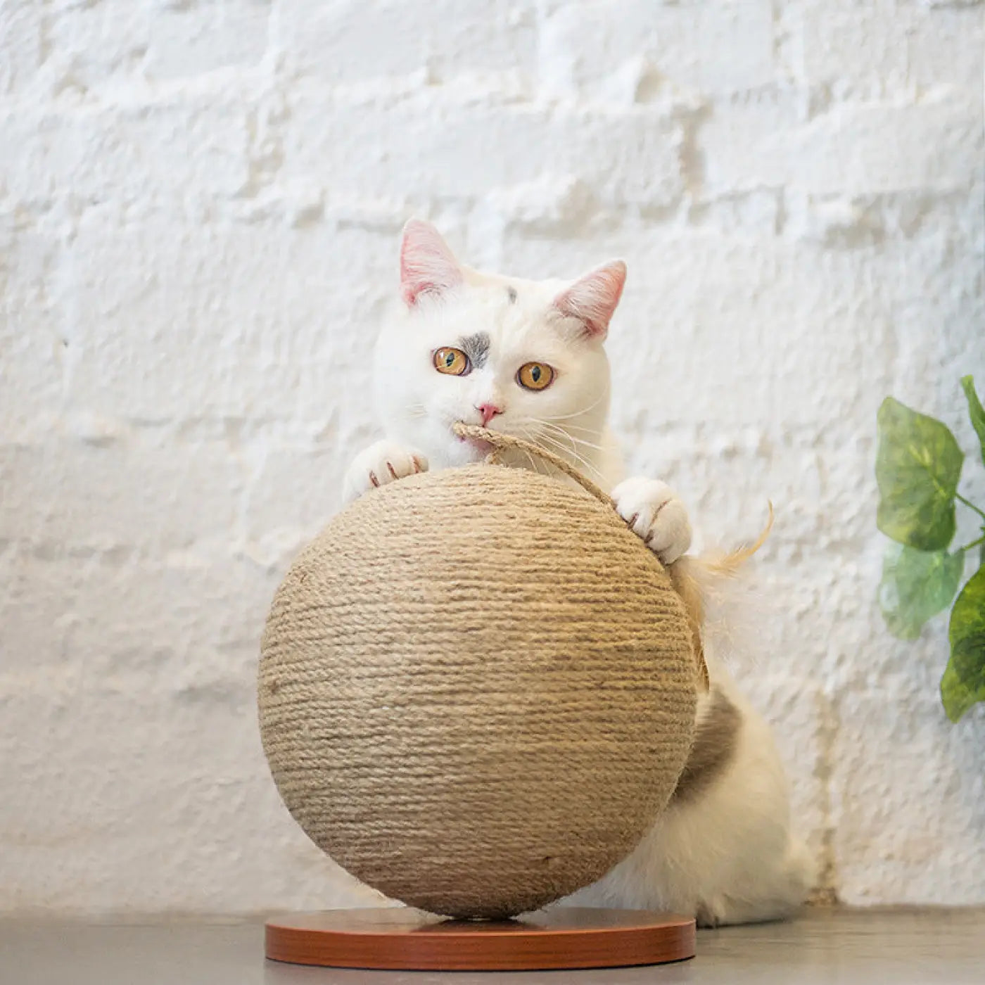 The Ball Depot Cat Balls: Scratch Ball