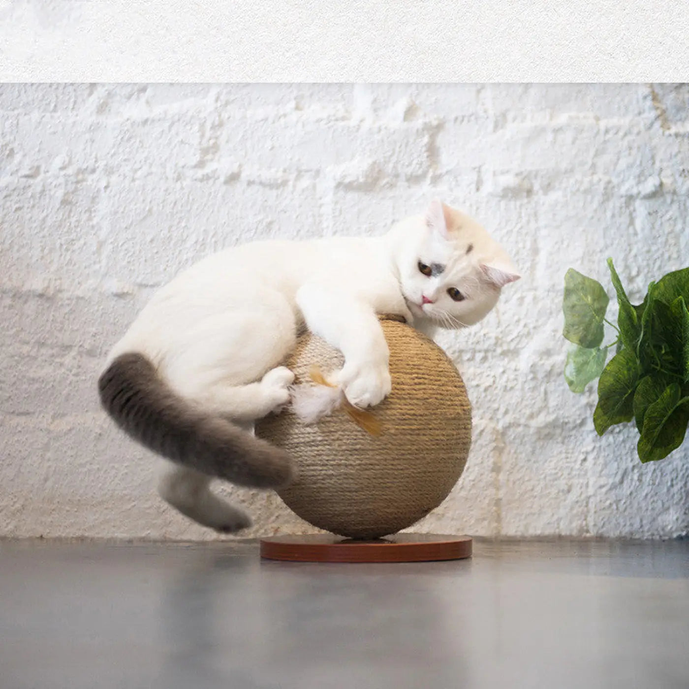 The Ball Depot Cat Balls: Scratch Ball