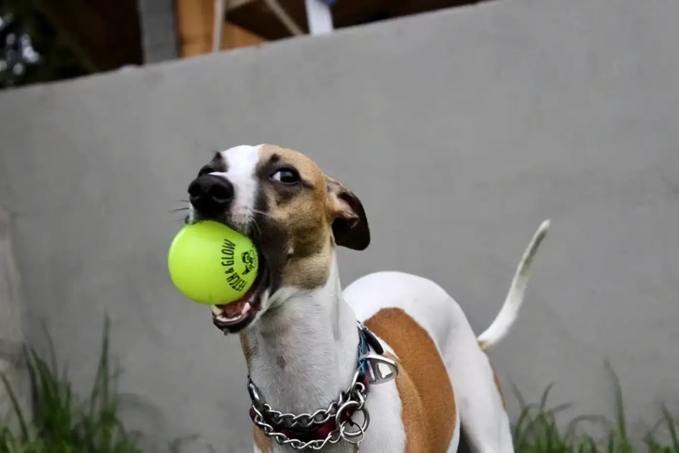 Spunky Pup dog ball: Spunky Pup - Fetch and Glow Ball: Medium
