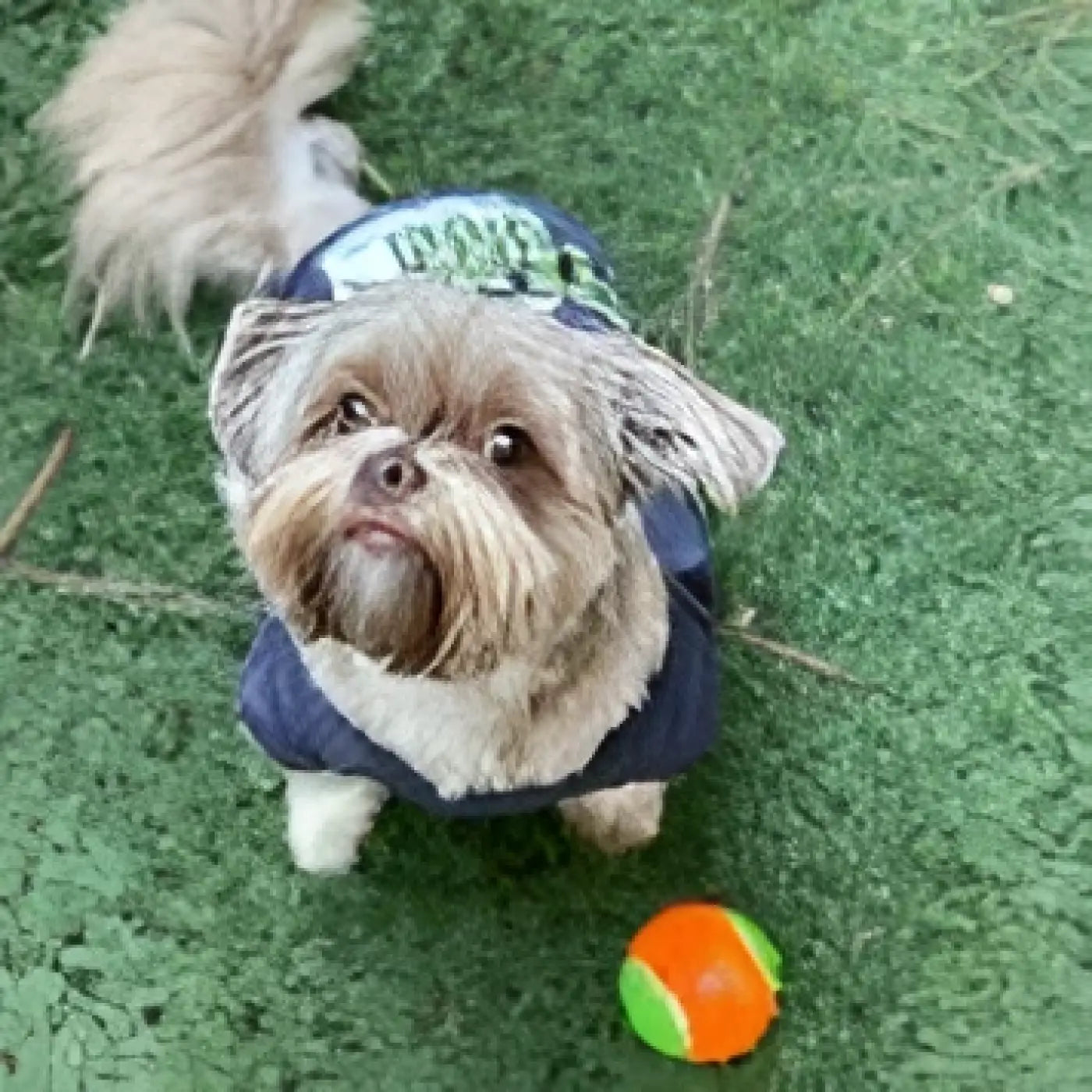Spunky Pup dog ball: Spunky Pup Squeaky Tennis Balls