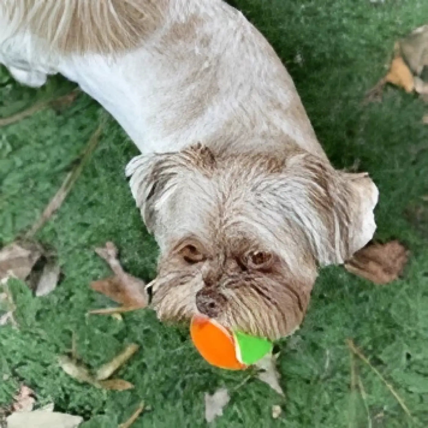 Spunky Pup dog ball: Spunky Pup Squeaky Tennis Balls