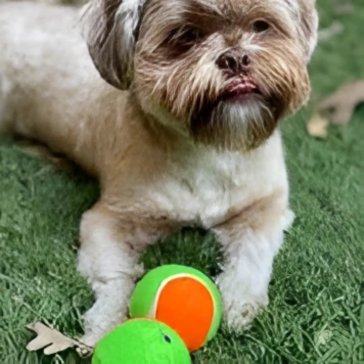 Spunky Pup dog ball: Spunky Pup Squeaky Tennis Balls