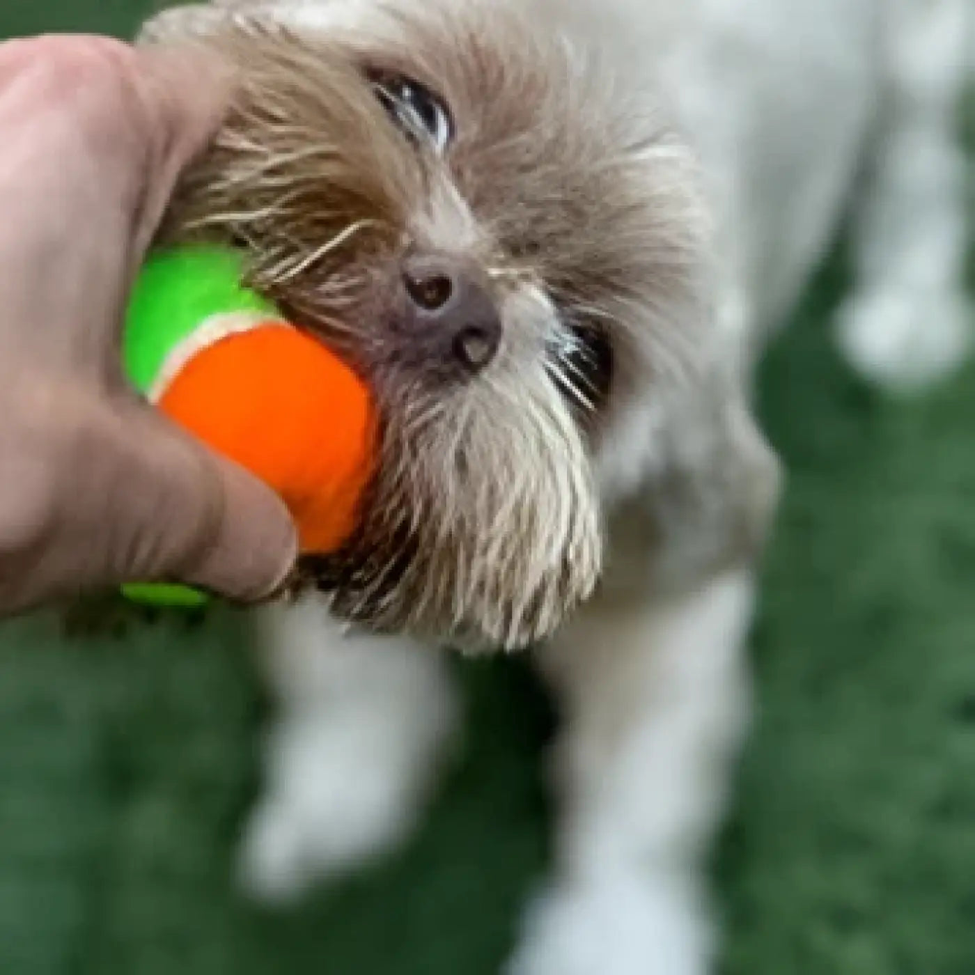 Spunky Pup dog ball: Spunky Pup Squeaky Tennis Balls