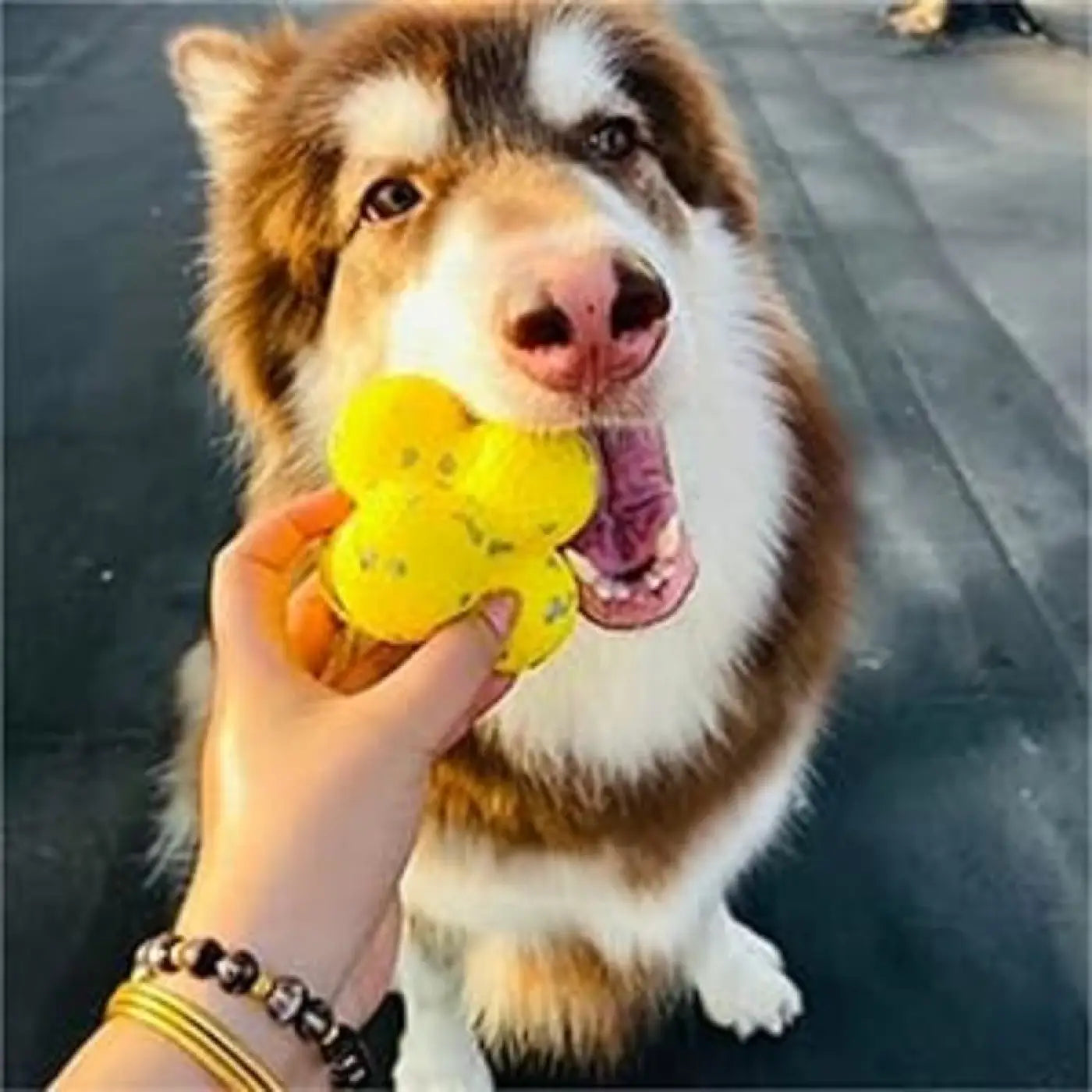 The Ball Depot dog ball: The Mellow Dog Calming Ball