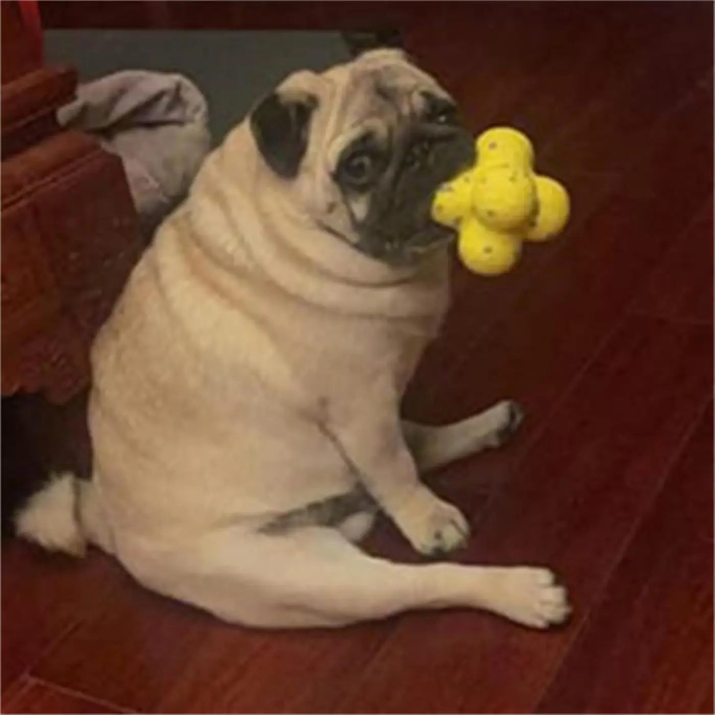 The Ball Depot dog ball: The Mellow Dog Calming Ball